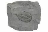 Dalmanites Trilobite Fossil - New York #219915-1